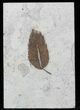 Fossil Leaf - Inch Layer, Green River Formation #58949-1